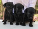 Regalo patterdale terrier cachorros