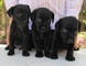 Regalo pekinés cachorros listo para adopcion - Foto 1