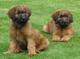 Regalo perrito del briard cachorros disponibles