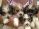 Regalo perrito yorkie apso cachorros listos