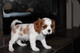 Regalo rey arrogante charles spaniel cachorro listos