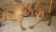 Regalo rhodesian cachorros listos - Foto 1