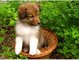 Regalo shetland sheepdog cachorros - Foto 1