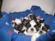 Regalo shih tzu cachorros para adopcion