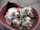 Regalo Spinone italiano cachorros disponibles - Foto 1