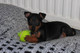 Regalo Toy Terrier Inglés cachorros listos - Foto 1
