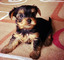 Regalo yorkies terrier cachorros para adopción - Foto 1