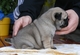 Registrado pug cachorro para ir .... !!!!