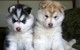 Registrado siberiano Fornido cachorros - Foto 1