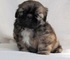 Scout shih tzu (11 semanas)