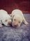 Se venden cachorros labradores blancos - Foto 3