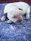 Se venden cachorros labradores blancos - Foto 4