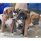 Serena cachorros boxer macho y hembra