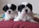 Tres chica de color shih tzu (10 semanas)