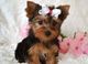 Yorkshire terrier femenina