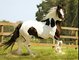 Adorable y campeón gypsy vanner venta