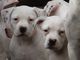 American Bulldog Cachorros - Foto 1