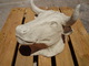 Cabeza de toro decoracion - Foto 1