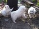 Cachorros de Pomerania lindo disponibles - Foto 1