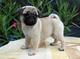 Disponibles cachorritos de pug carlino por regalo