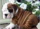 Espectaculares cachorros Bulldog inglés - Foto 1