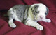 Gratis alapaha cachorro de bulldog sangre azul disponibles - Foto 1