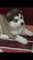 Gratis alaska malamute cachorros para adopcion