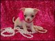 Gratis Asequibles Chihuahua cachorros para adopcion - Foto 1