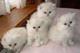Gratis asiáticos gatitos disponibles su adopcion