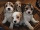 Gratis asombroso cavapoo cachorro lista