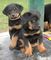 Gratis beauceron perritos para adopcion