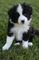 Gratis border collie cachorro lista