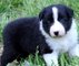 Gratis border collie cachorros disponibles