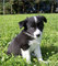 Gratis border collie cachorros disponibles