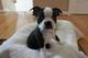 Gratis boston terrier cachorros disponibles