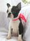 Gratis boston terrier cachorros para adopcion