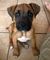 Gratis boxer cachorros listo para adopcion