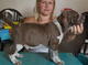 Gratis bracco italiano cachorros disponibles