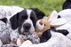 Gratis braco auvernia cachorros disponibles