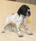 Gratis Braco de Auvernia cachorros para adopcion - Foto 1
