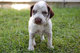 Gratis Braque d Auvergne cachorro para adopcion - Foto 1