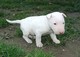 Gratis bull terrier inglés cachorros disponibles