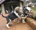 Gratis Bulldog francés cachorros lista - Foto 1