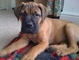 Gratis bullmastiff cachorro para adopcion