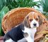 Gratis cachorro beagle espárrago listo