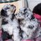 Gratis cachorro bergamasco disponibles