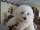 Gratis cachorro bichon para adopcion