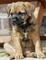 Gratis cachorro Border Terrier para adopcion - Foto 1