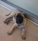 Gratis cachorro bullmastiff disponibles