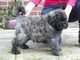 Gratis cachorro de bouvier de flandes lista